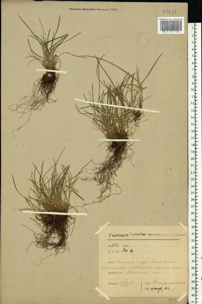Poa, Eastern Europe, Northern region (E1) (Russia)