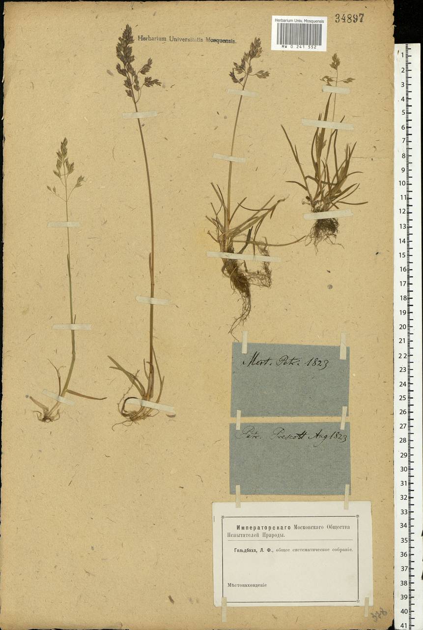 Poa, Eastern Europe, North-Western region (E2) (Russia)