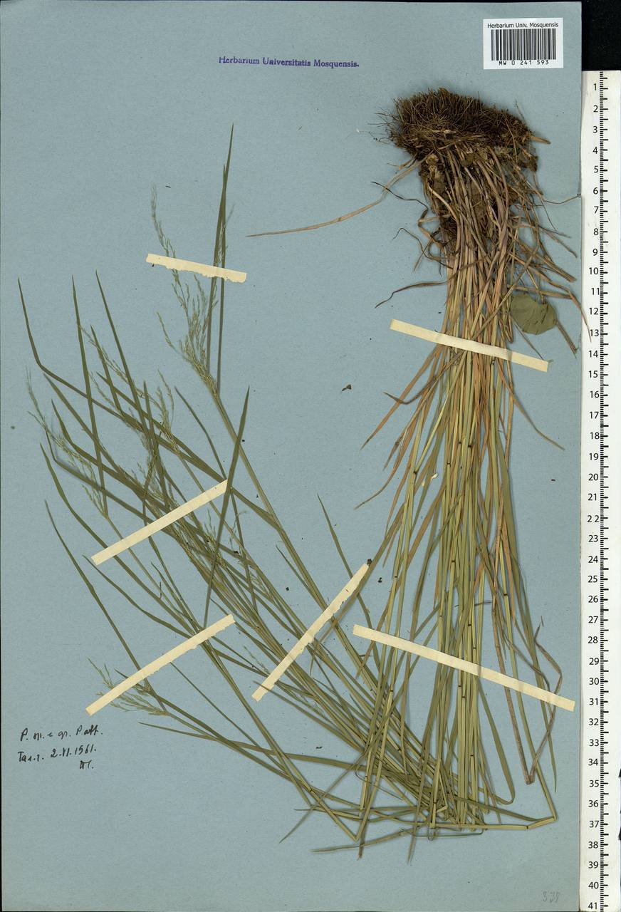 Poa, Eastern Europe, Central forest-and-steppe region (E6) (Russia)