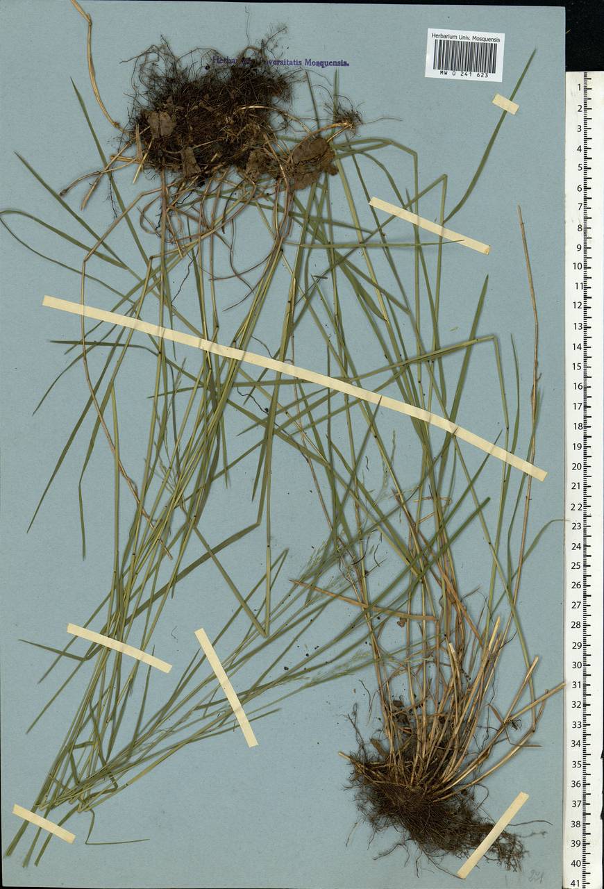 Poa, Eastern Europe (no precise locality) (E0) (Not classified)