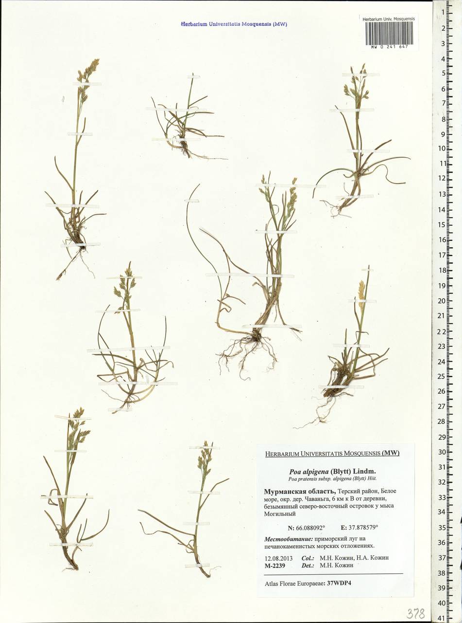 Poa alpigena Lindm., Eastern Europe, Northern region (E1) (Russia)