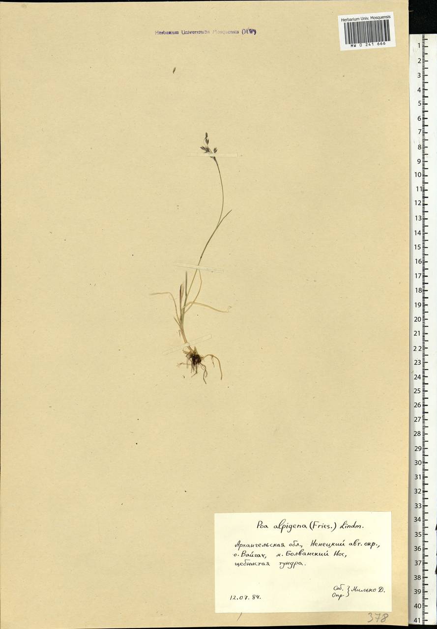 Poa alpigena Lindm., Eastern Europe, Northern region (E1) (Russia)