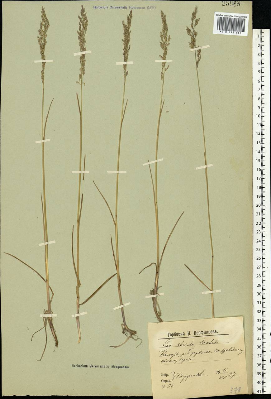 Poa alpigena Lindm., Eastern Europe, Northern region (E1) (Russia)