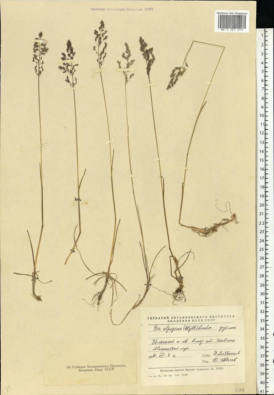 Poa alpigena Lindm., Eastern Europe, Northern region (E1) (Russia)