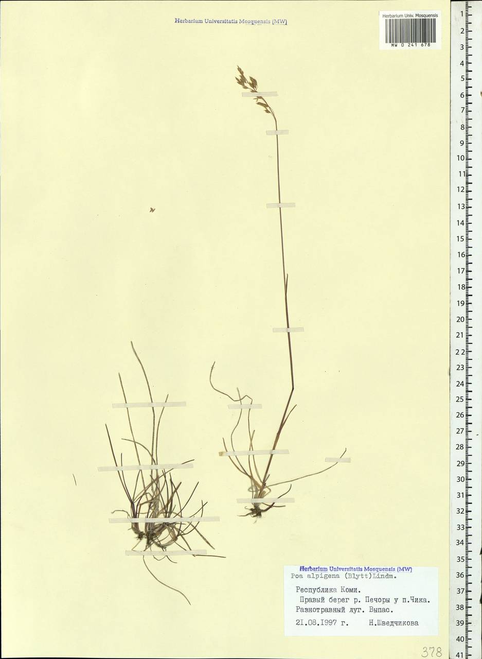 Poa alpigena Lindm., Eastern Europe, Northern region (E1) (Russia)