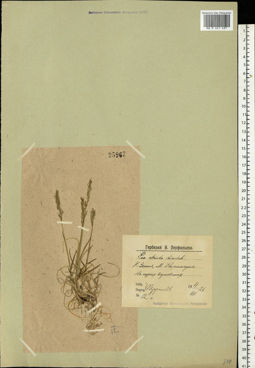 Poa alpigena Lindm., Eastern Europe, Northern region (E1) (Russia)
