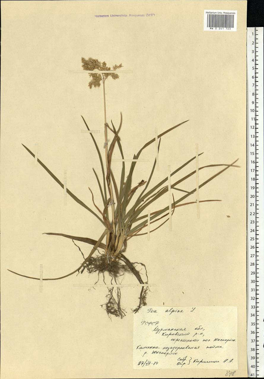 Poa alpina L., Eastern Europe, Northern region (E1) (Russia)