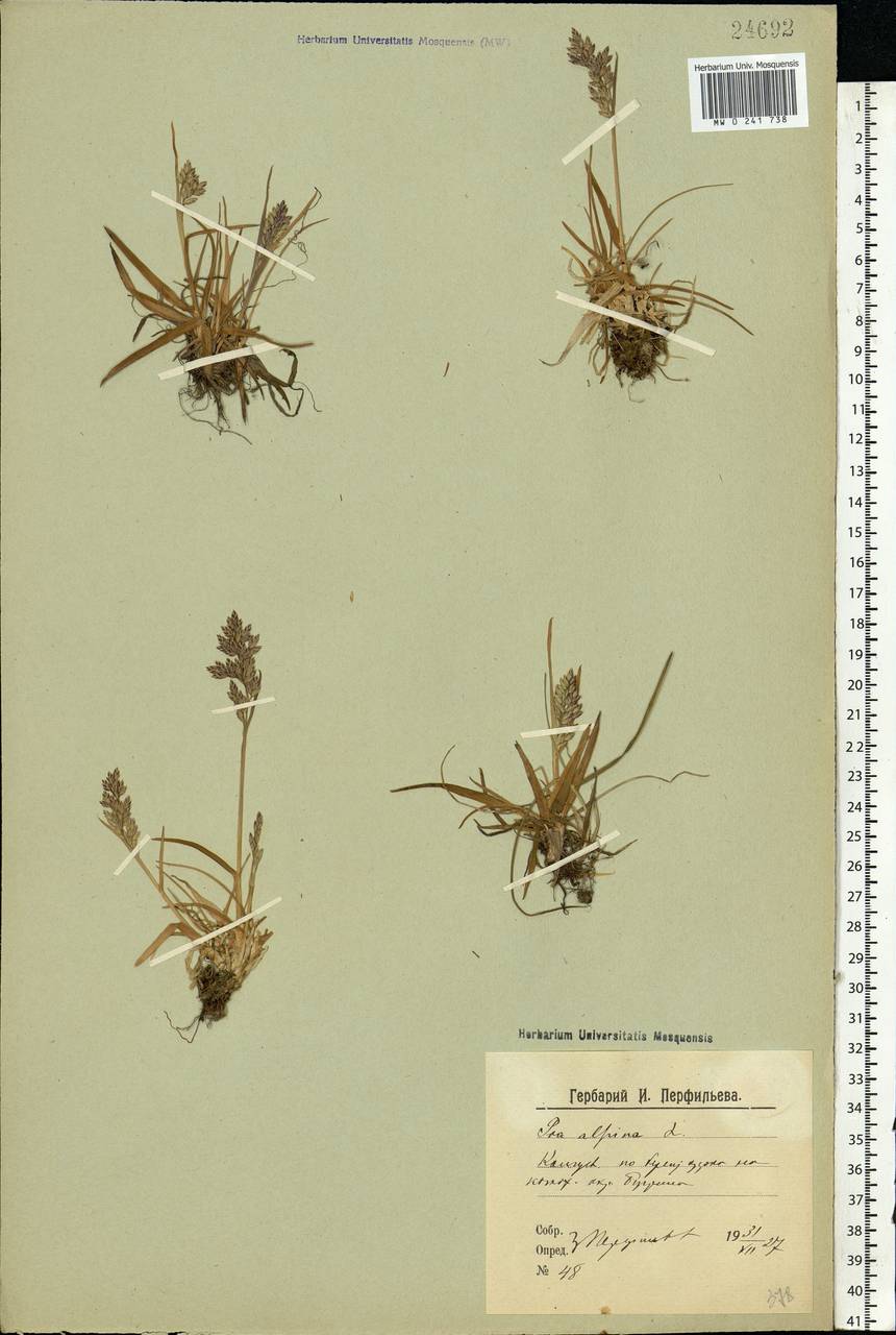 Poa alpina L., Eastern Europe, Northern region (E1) (Russia)