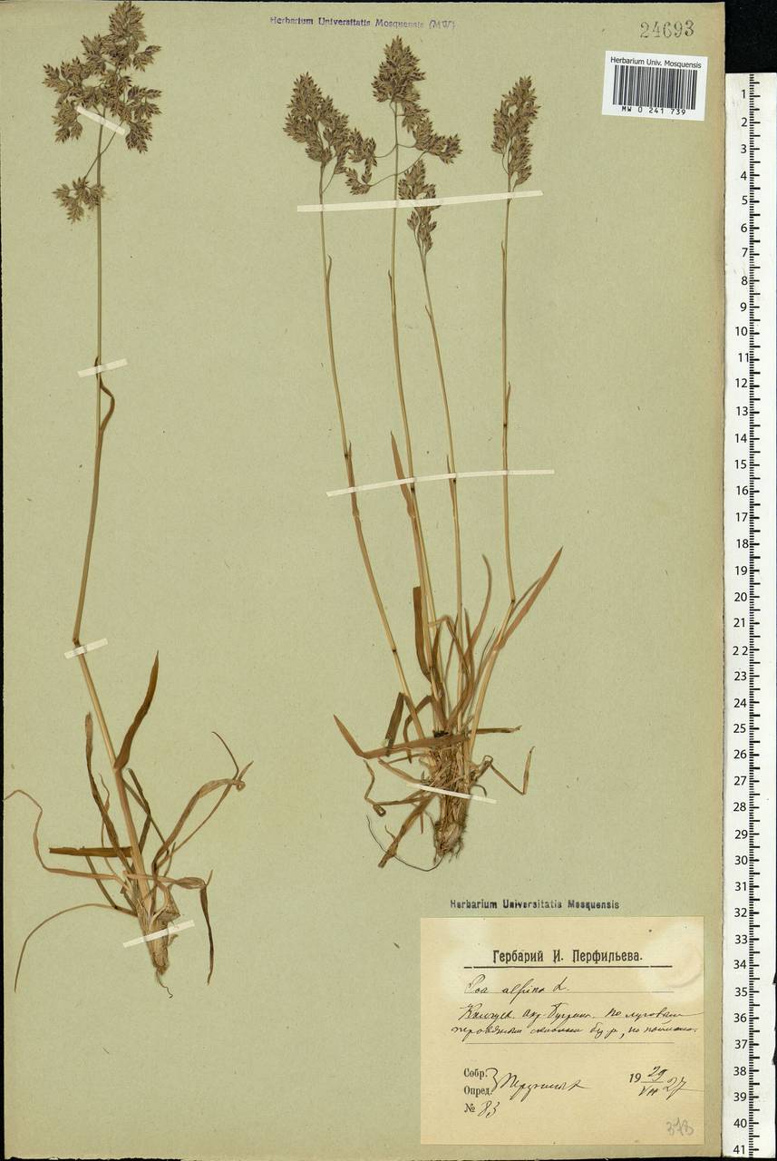 Poa alpina L., Eastern Europe, Northern region (E1) (Russia)