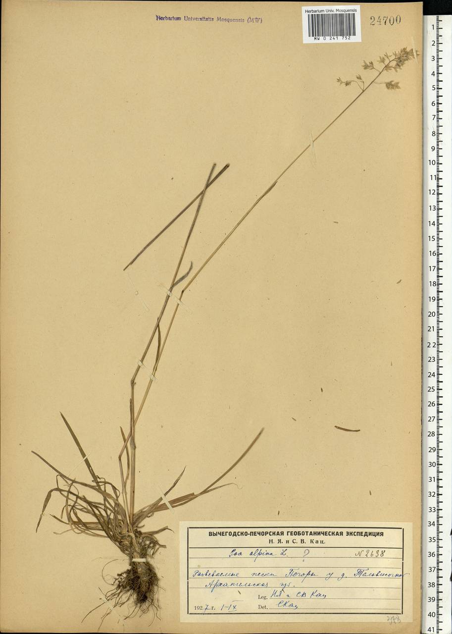 MW0241752, Poa alpina (Мятлик альпийский), specimen Poa alpina L., Eastern Europe, Northern region (E1) (Russia)