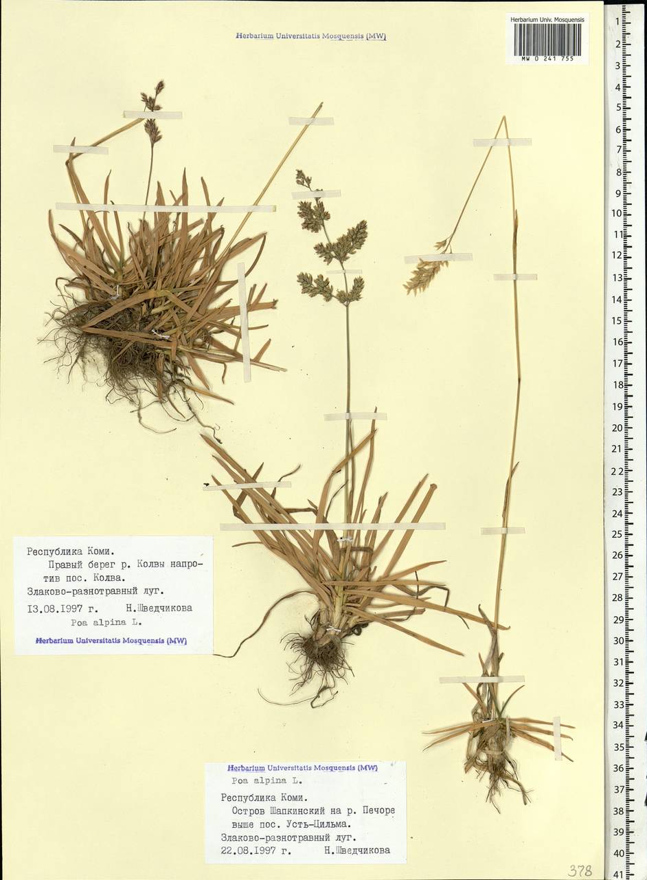 Poa alpina L., Eastern Europe, Northern region (E1) (Russia)