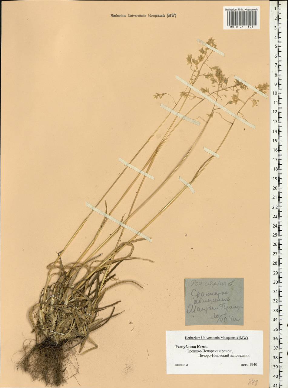 Poa alpina L., Eastern Europe, Northern region (E1) (Russia)