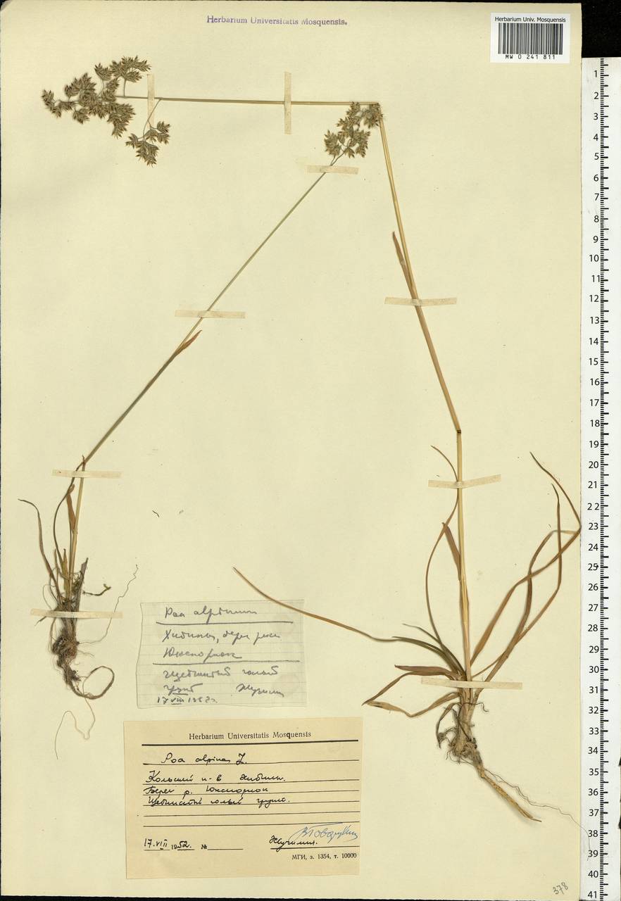Poa alpina L., Eastern Europe, Northern region (E1) (Russia)