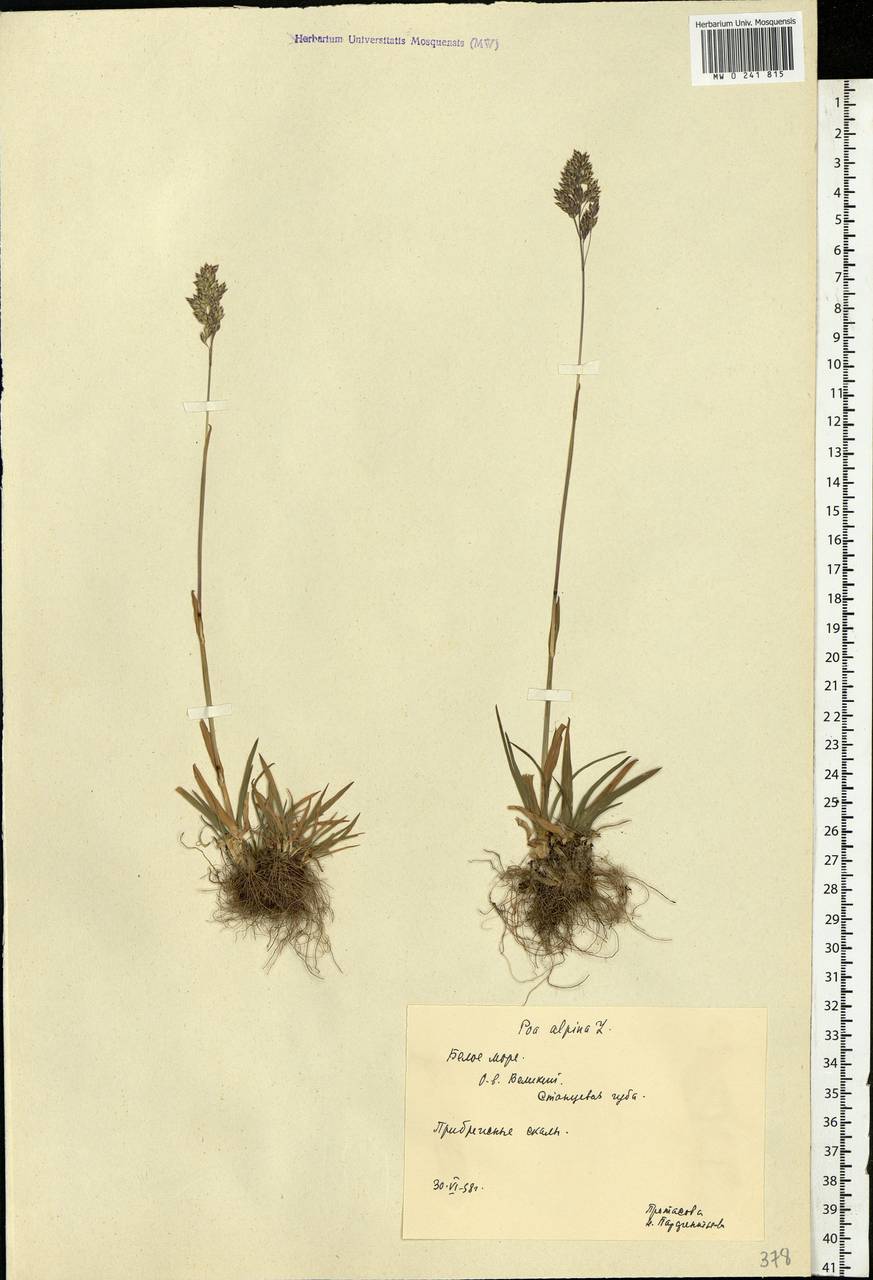 Poa alpina L., Eastern Europe, Northern region (E1) (Russia)
