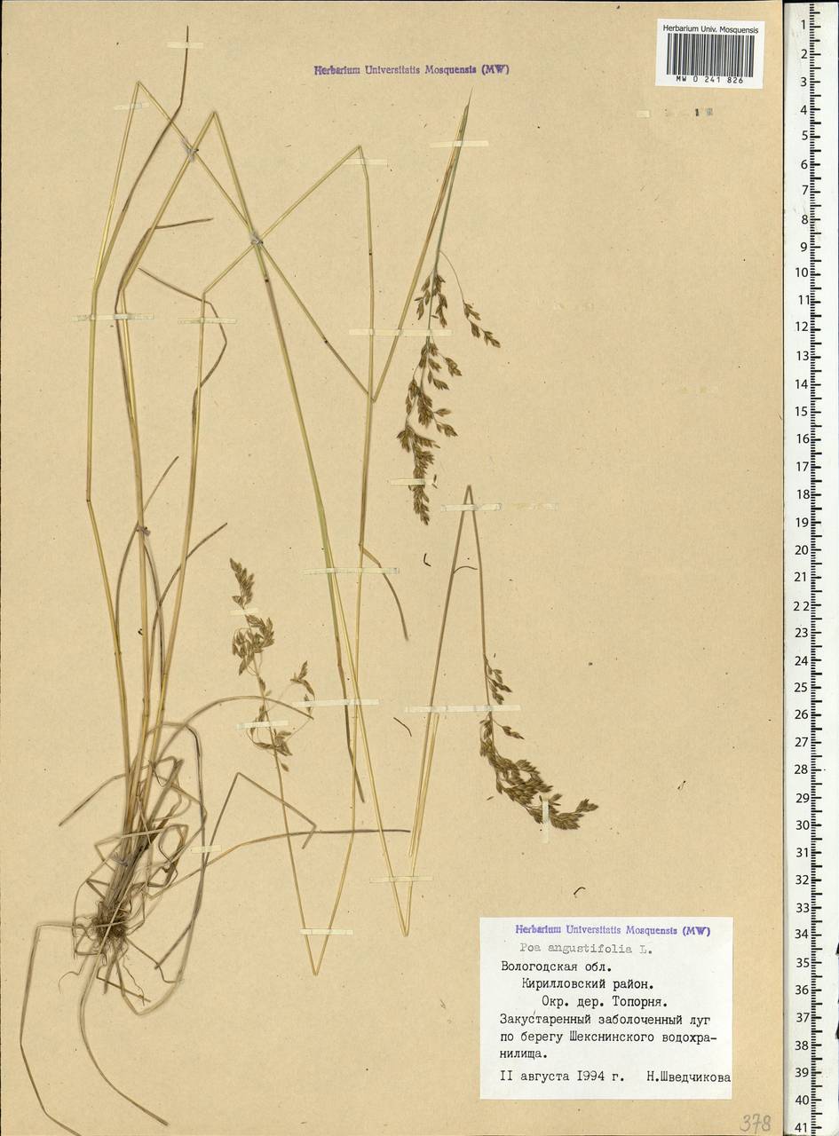 Poa angustifolia L., Eastern Europe, Northern region (E1) (Russia)