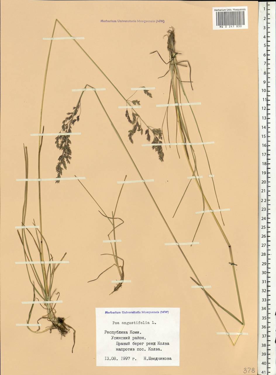 Poa angustifolia L., Eastern Europe, Northern region (E1) (Russia)