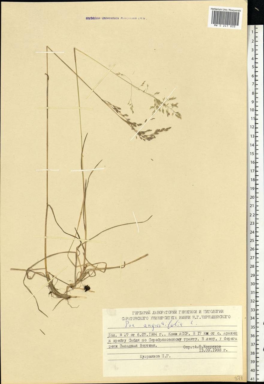 Poa angustifolia L., Eastern Europe, Northern region (E1) (Russia)