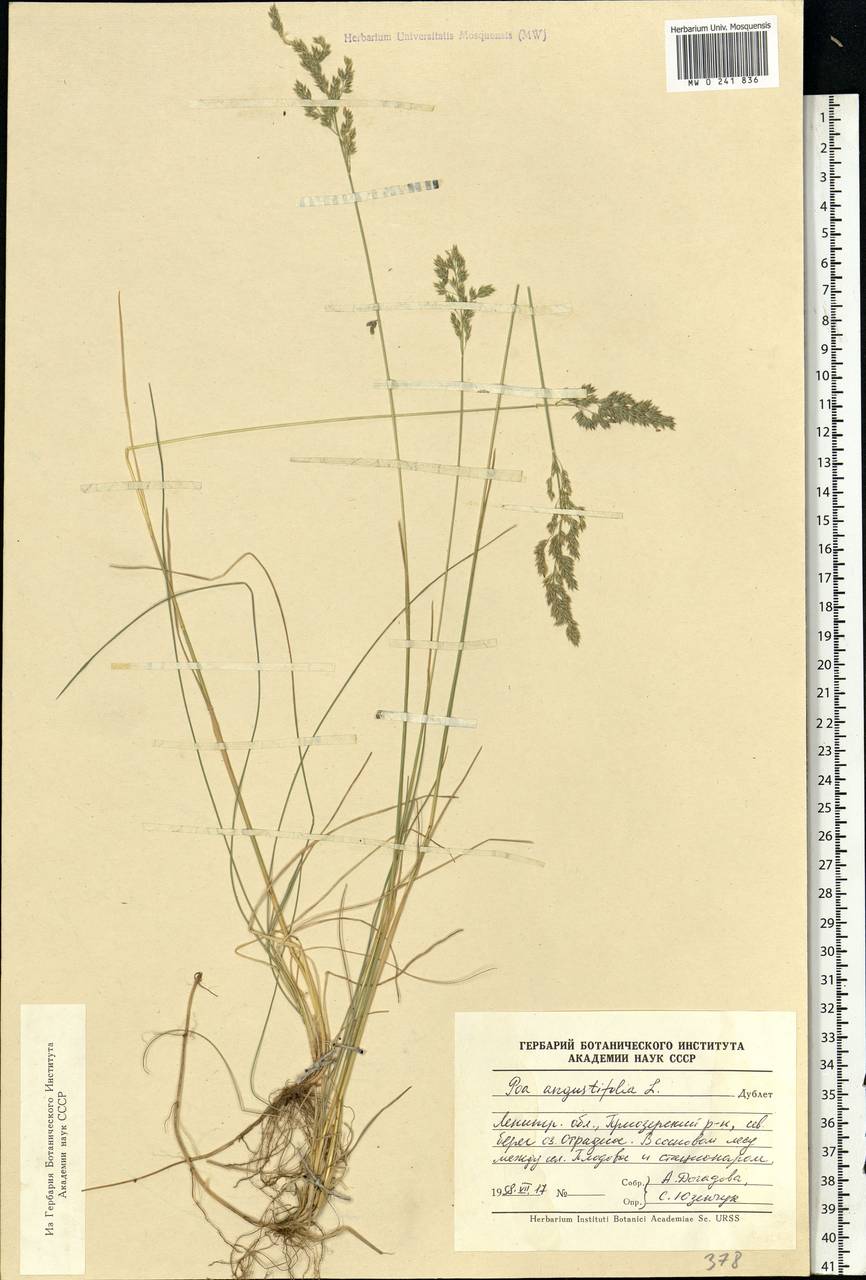 Poa angustifolia L., Eastern Europe, North-Western region (E2) (Russia)