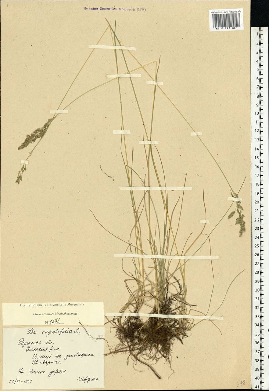 Poa angustifolia L., Eastern Europe, Central region (E4) (Russia)