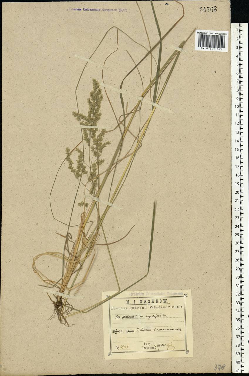 Poa angustifolia L., Eastern Europe, Central region (E4) (Russia)