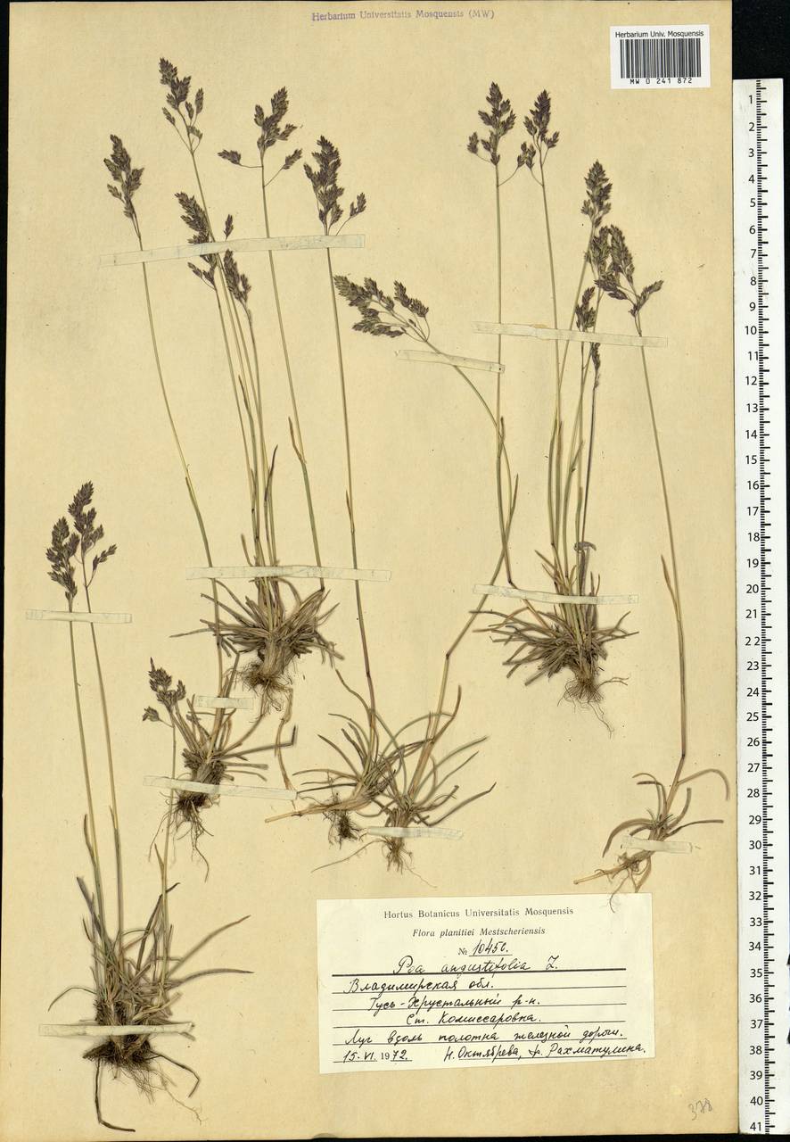 Poa angustifolia L., Eastern Europe, Central region (E4) (Russia)