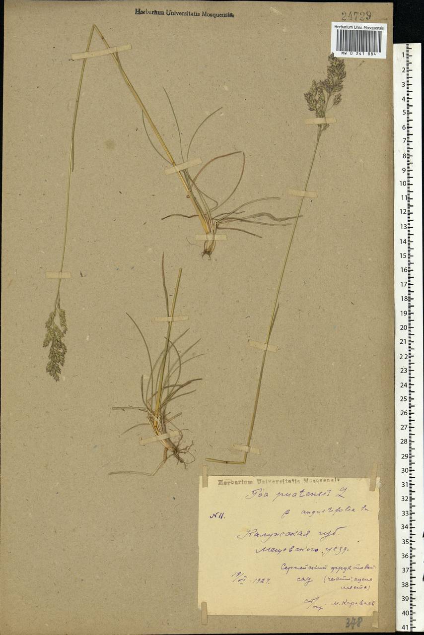 Poa angustifolia L., Eastern Europe, Central region (E4) (Russia)