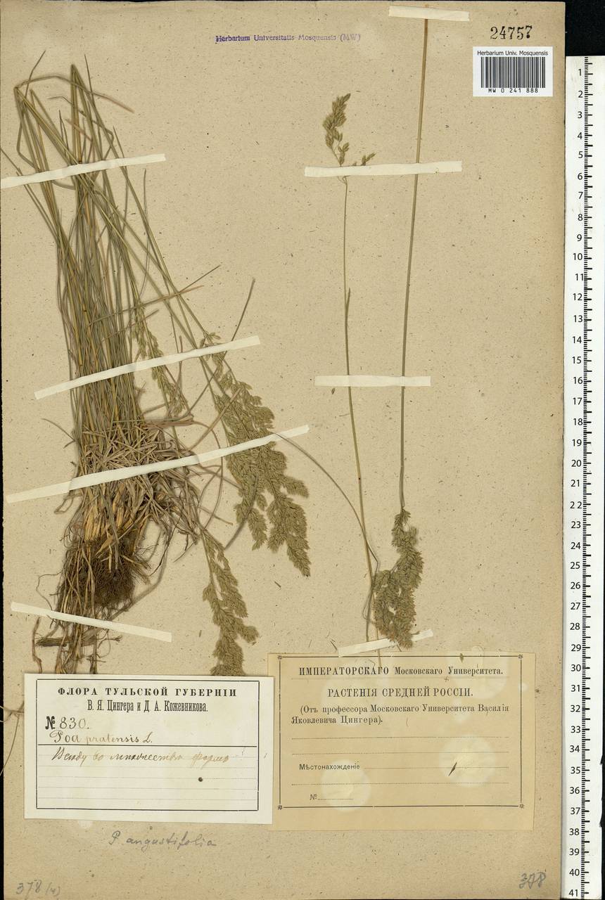 Poa angustifolia L., Eastern Europe, Central region (E4) (Russia)