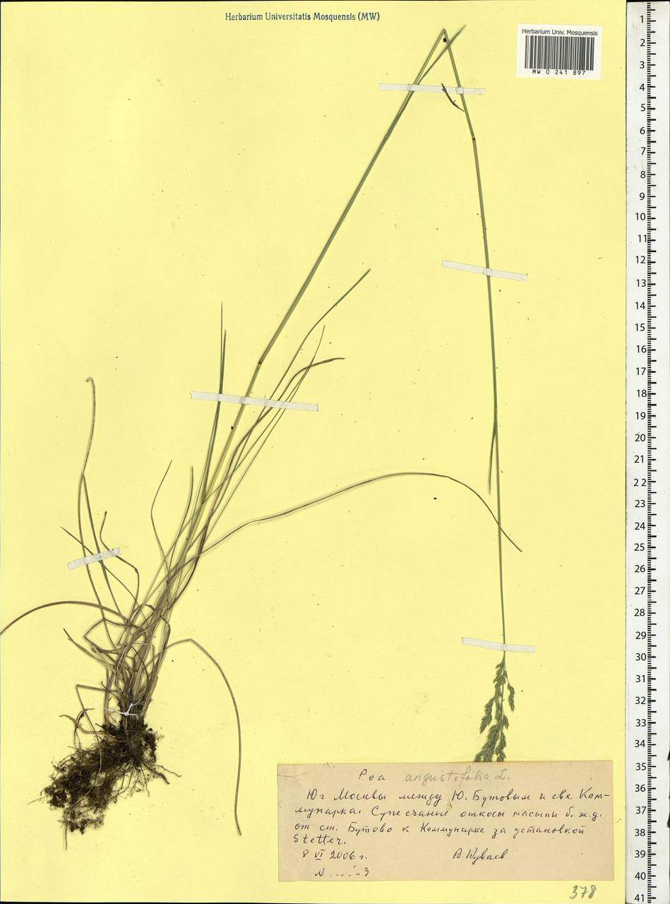 Poa angustifolia L., Eastern Europe, Moscow region (E4a) (Russia)