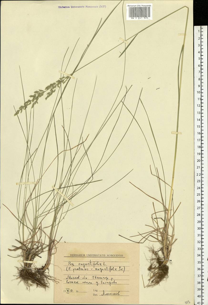 Poa angustifolia L., Eastern Europe, Moscow region (E4a) (Russia)