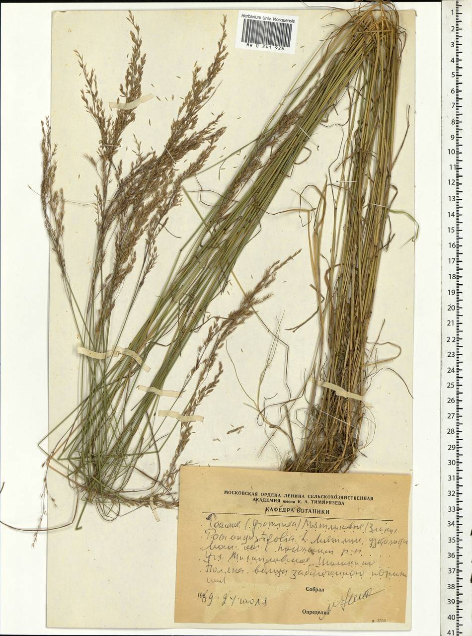 Poa angustifolia L., Eastern Europe, Moscow region (E4a) (Russia)