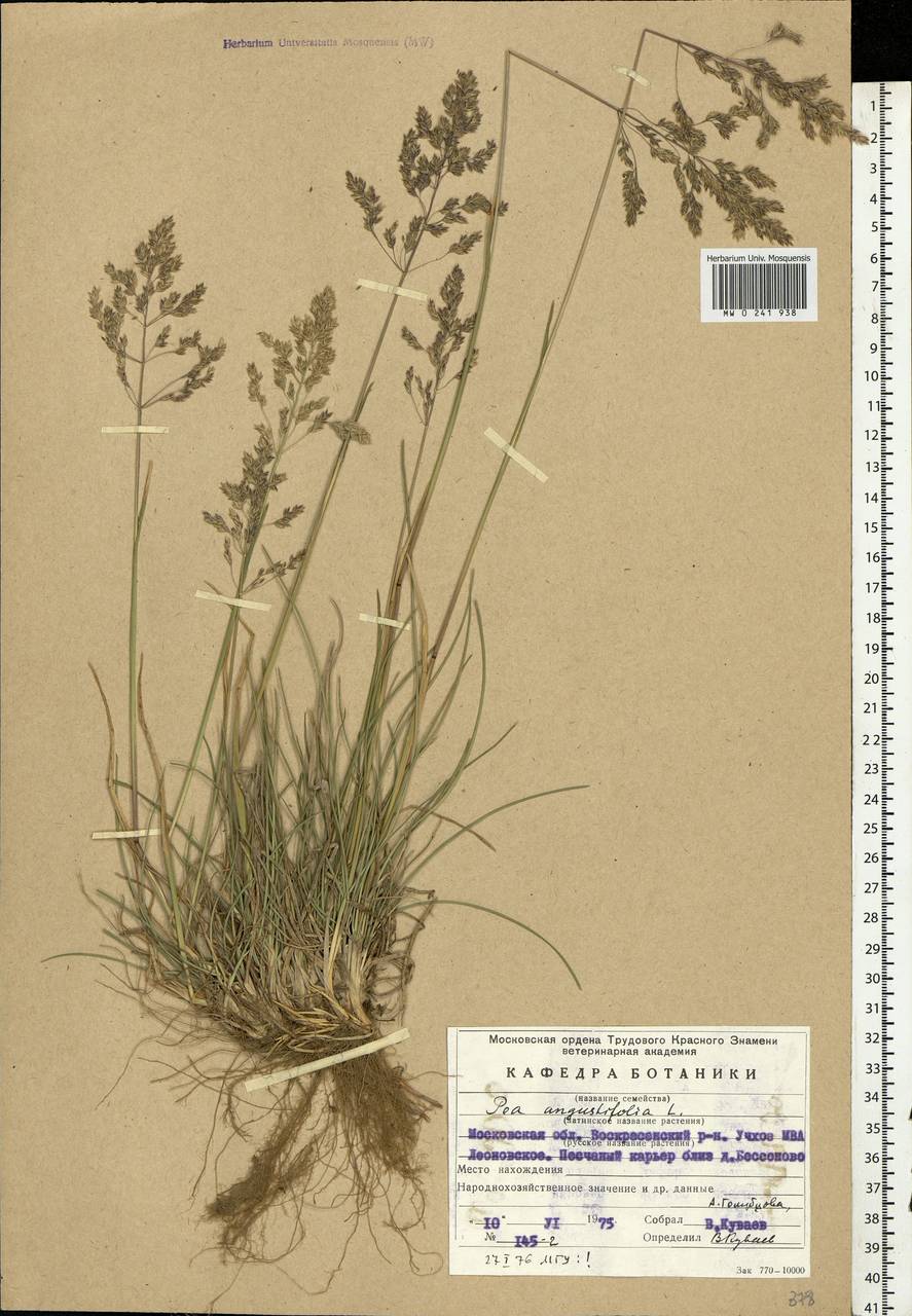 Poa angustifolia L., Eastern Europe, Moscow region (E4a) (Russia)