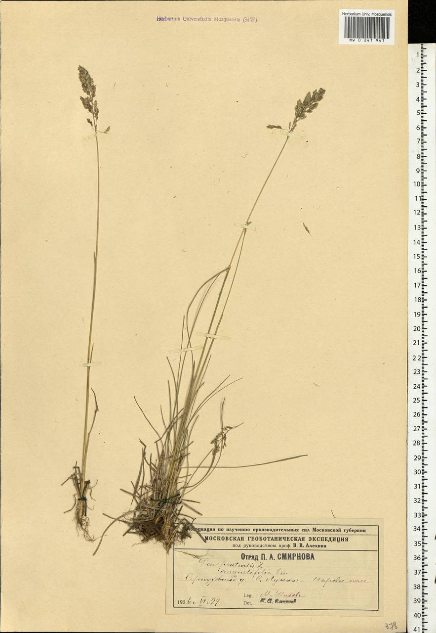 Poa angustifolia L., Eastern Europe, Moscow region (E4a) (Russia)