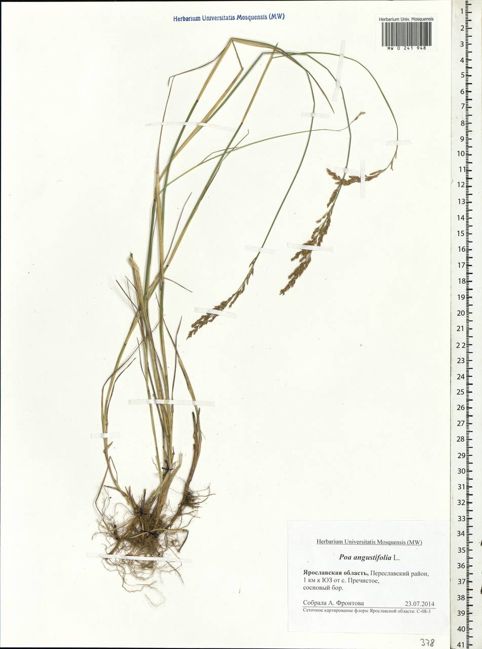 Poa angustifolia L., Eastern Europe, Central forest region (E5) (Russia)