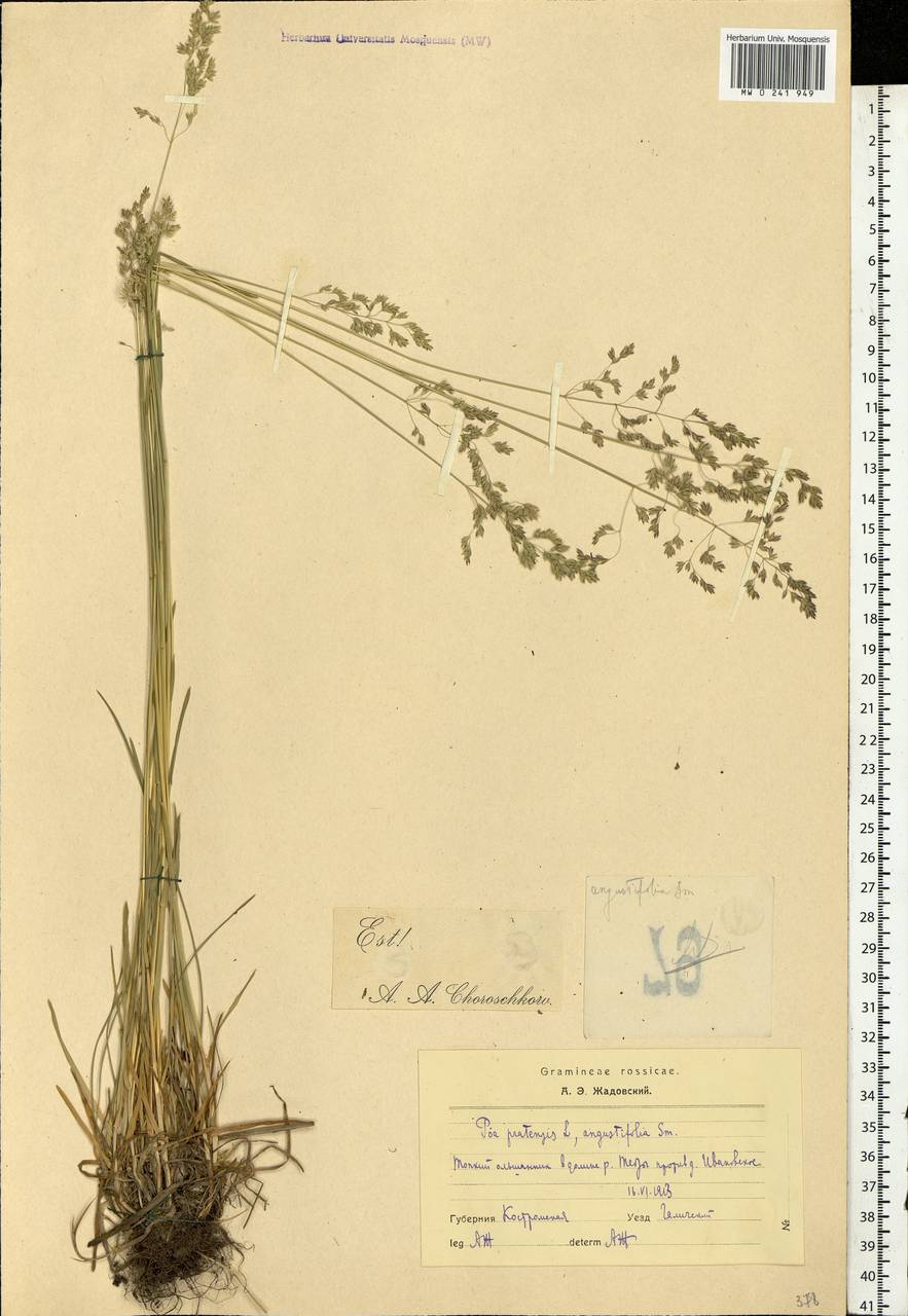Poa angustifolia L., Eastern Europe, Central forest region (E5) (Russia)