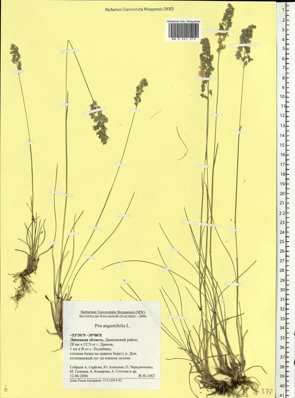 Poa angustifolia L., Eastern Europe, Central forest-and-steppe region (E6) (Russia)