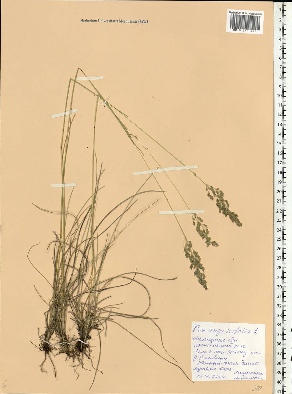 Poa angustifolia L., Eastern Europe, Central forest-and-steppe region (E6) (Russia)