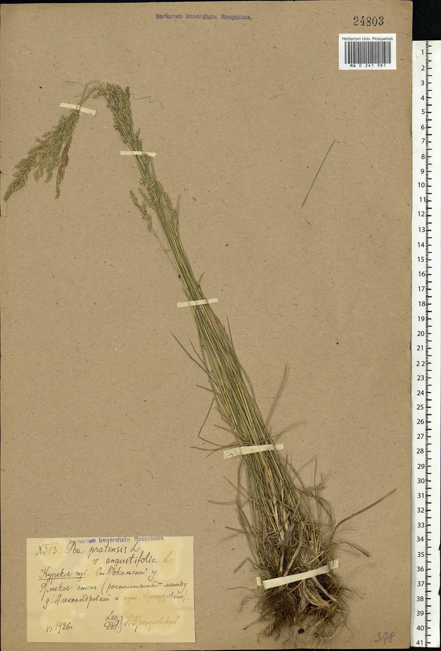 Poa angustifolia L., Eastern Europe, Central forest-and-steppe region (E6) (Russia)
