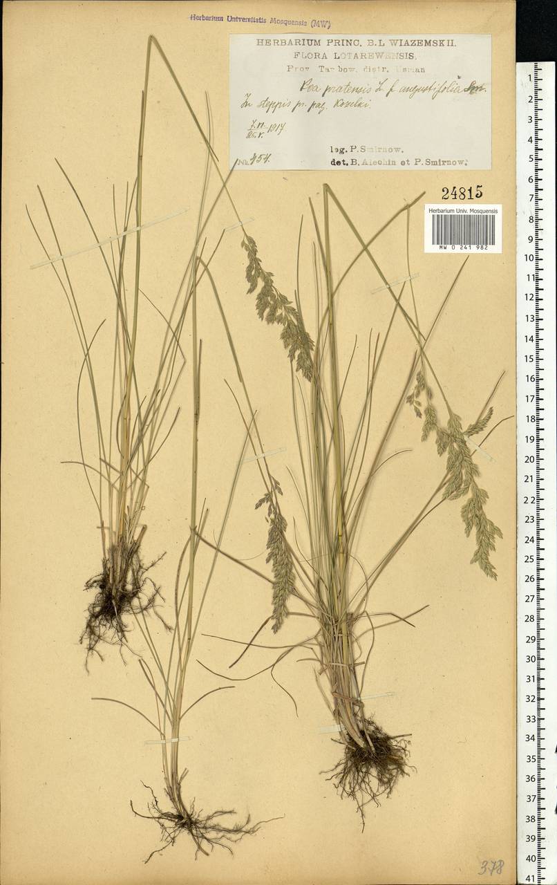 Poa angustifolia L., Eastern Europe, Central forest-and-steppe region (E6) (Russia)