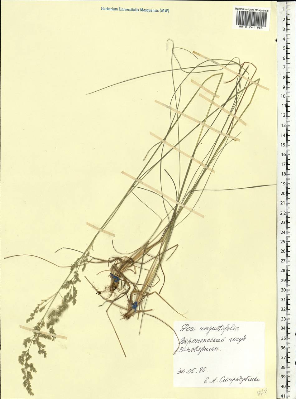 Poa angustifolia L., Eastern Europe, Central forest-and-steppe region (E6) (Russia)