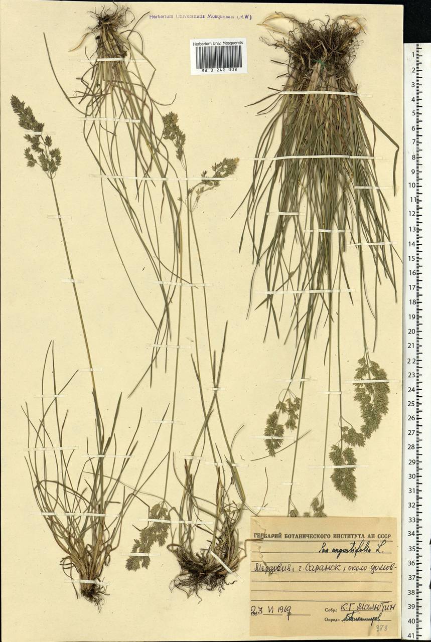 Poa angustifolia L., Eastern Europe, Middle Volga region (E8) (Russia)