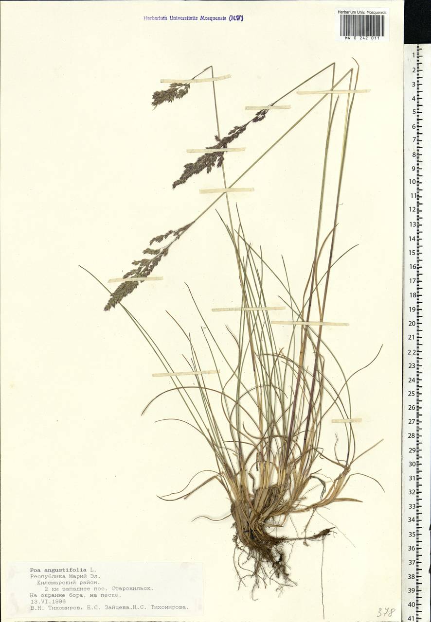 Poa angustifolia L., Eastern Europe, Middle Volga region (E8) (Russia)