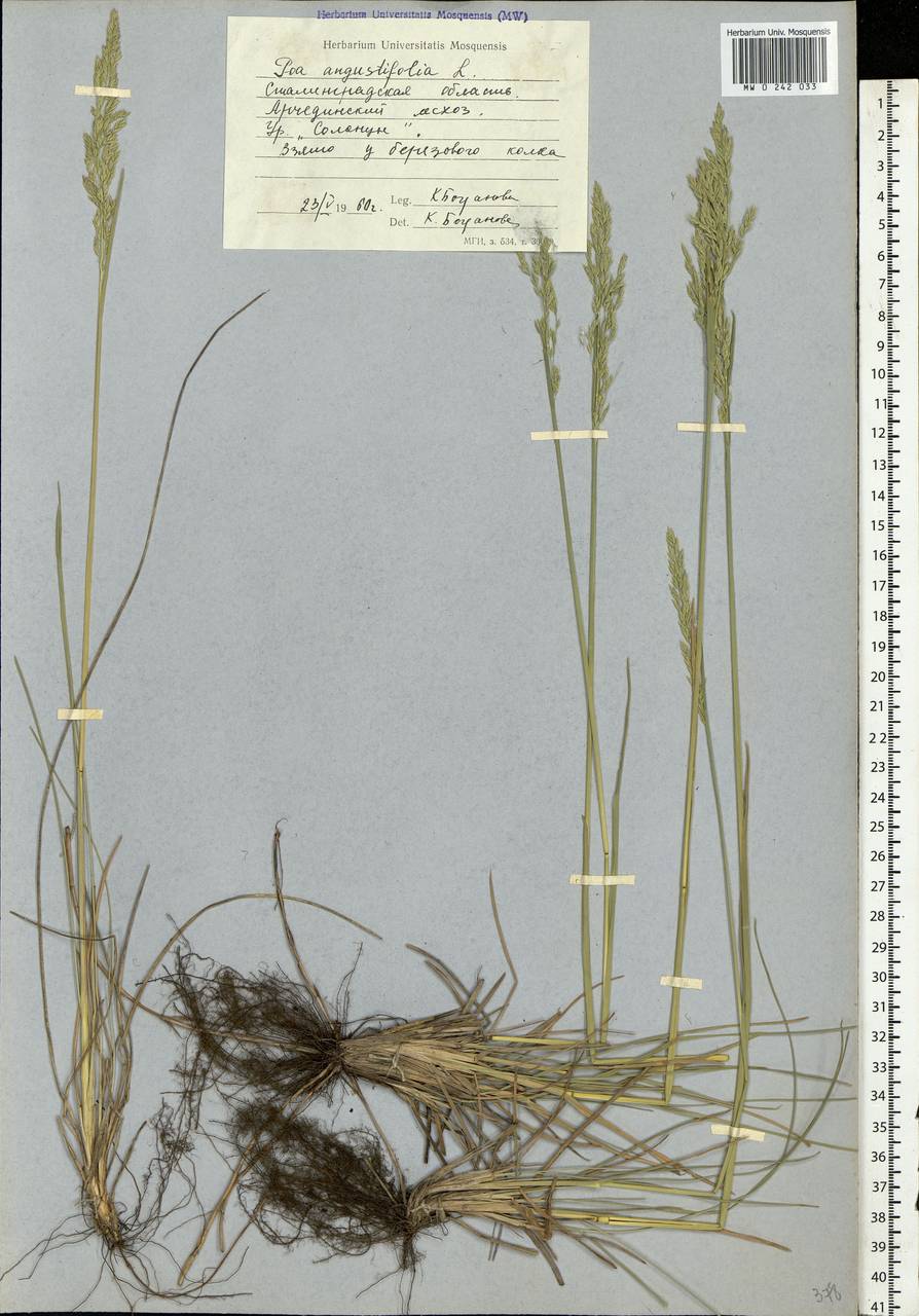 Poa angustifolia L., Eastern Europe, Lower Volga region (E9) (Russia)