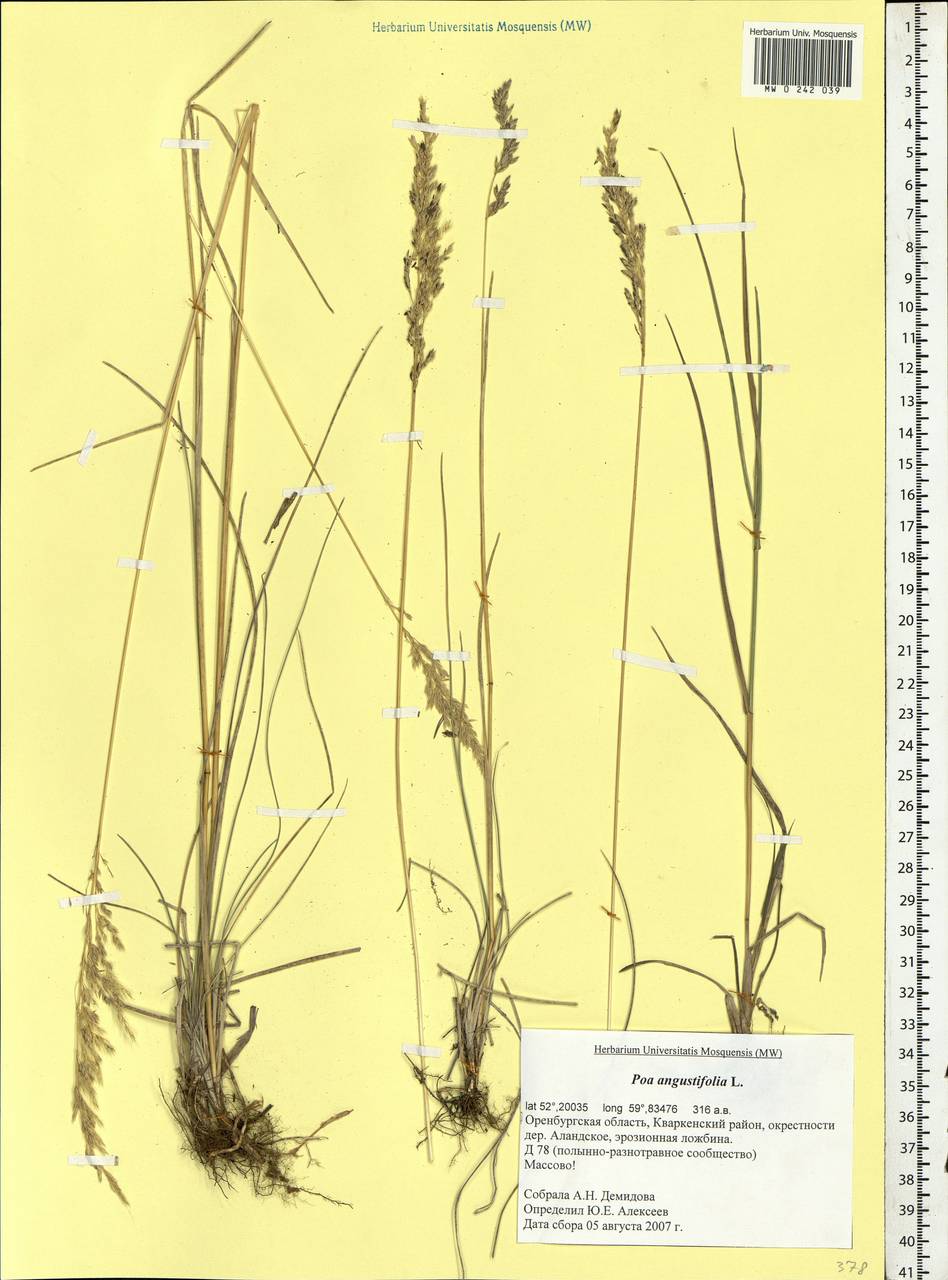 Poa angustifolia L., Eastern Europe, Eastern region (E10) (Russia)