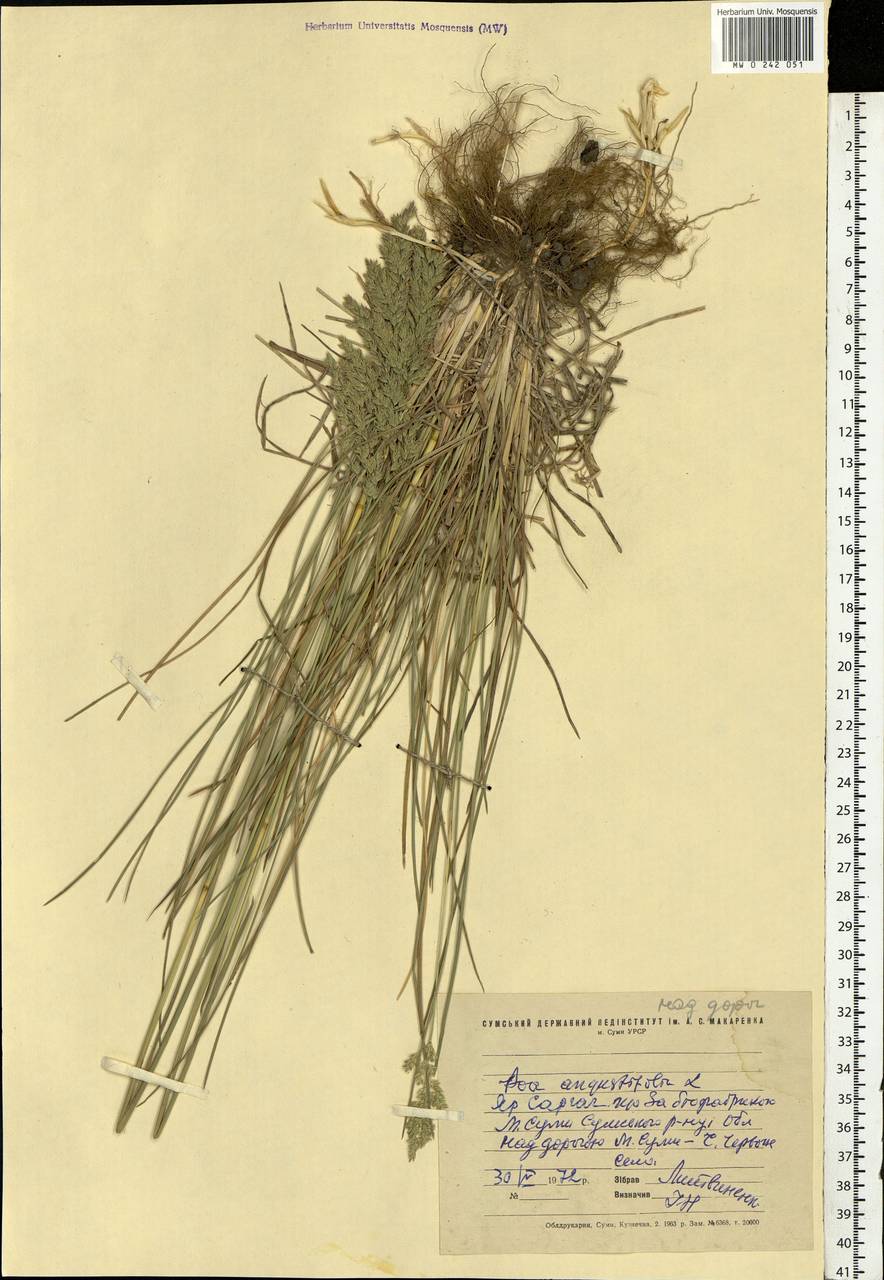 Poa angustifolia L., Eastern Europe, North Ukrainian region (E11) (Ukraine)