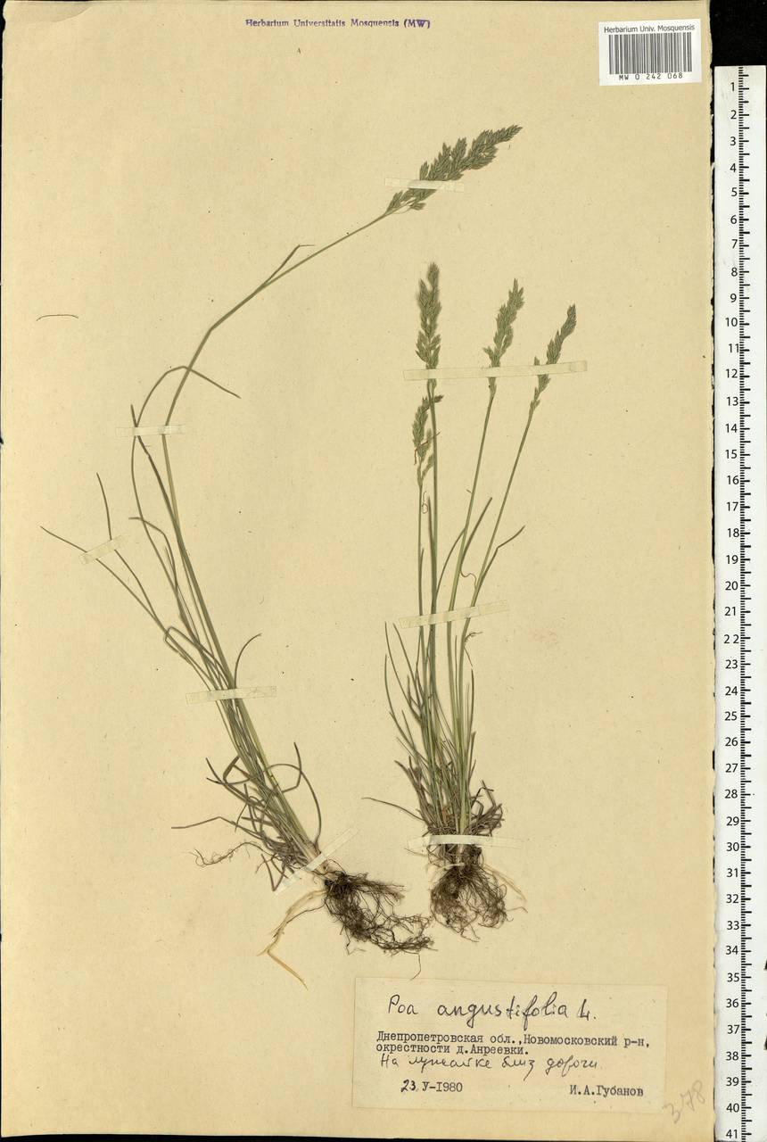 Poa angustifolia L., Eastern Europe, South Ukrainian region (E12) (Ukraine)