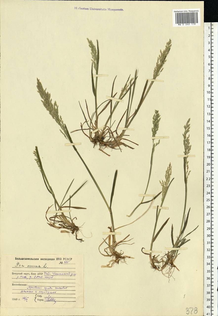 Poa annua L., Eastern Europe, Northern region (E1) (Russia)