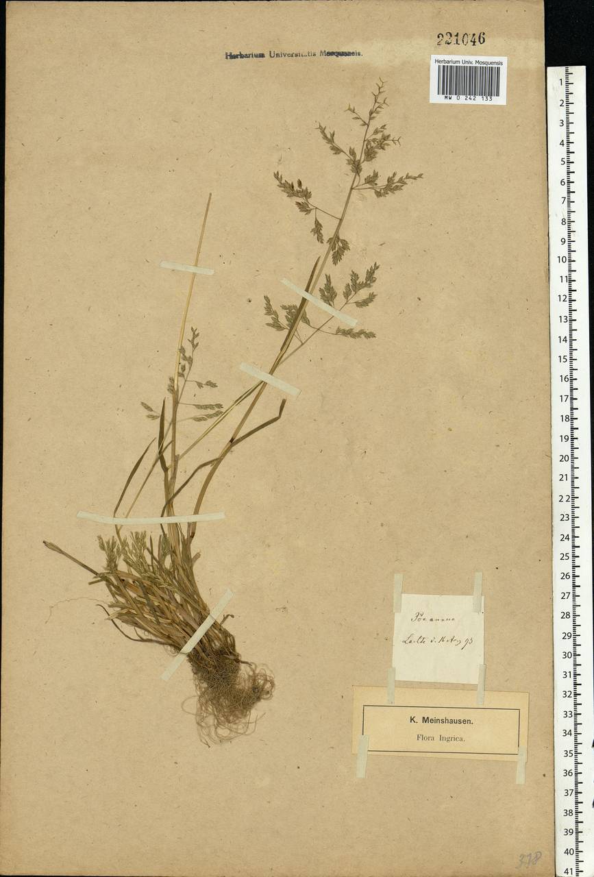 Poa annua L., Eastern Europe, North-Western region (E2) (Russia)