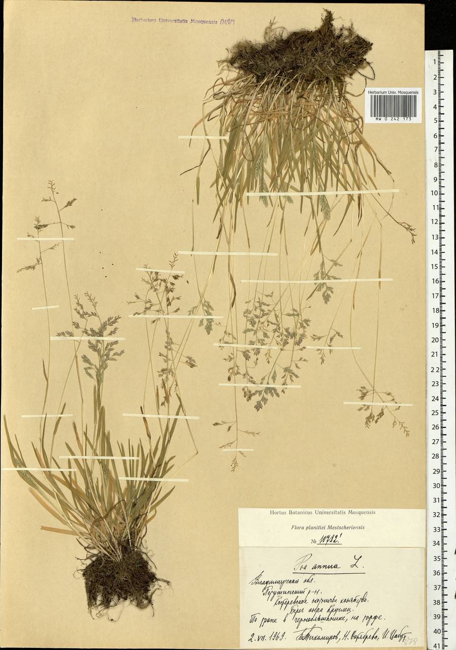 Poa annua L., Eastern Europe, Central region (E4) (Russia)
