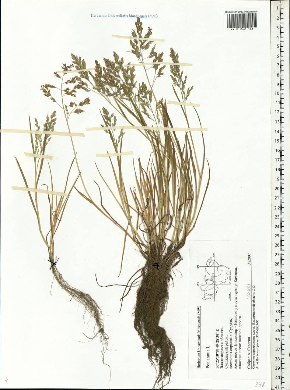 Poa annua L., Eastern Europe, Central region (E4) (Russia)