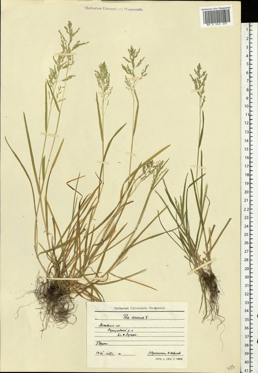 MW0242207, Poa annua (Мятлик однолетний), specimen Poa annua L., Eastern Europe, Moscow region (E4a) (Russia)